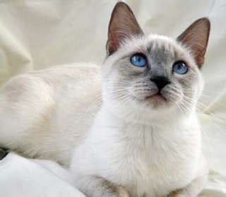 Lilac point "applehead" siamese cat. So much softer in shape and ...