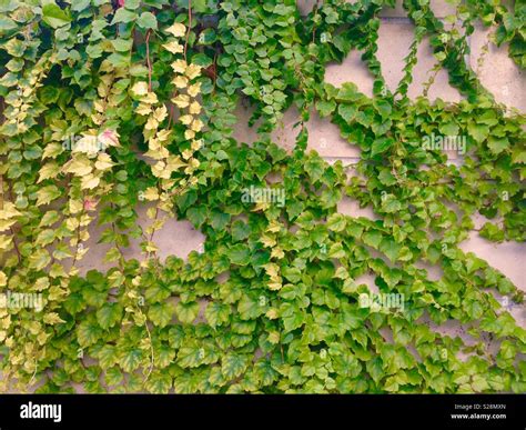 Creeping Plants High Resolution Stock Photography and Images - Alamy