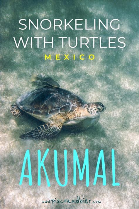 Swimming With Turtles At The Riviera Maya - Snorkeling In Akumal ...