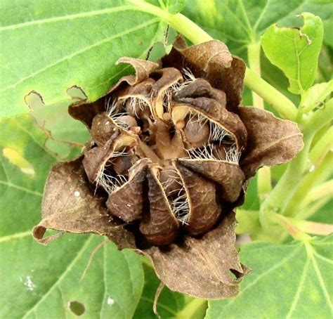 Photo of the seed pods or heads of Hardy Hibiscus (Hibiscus moscheutos Luna™ Pink Swirl) posted ...