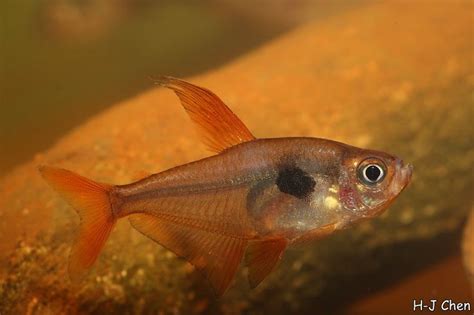 Hyphessobrycon sweglesi – Red Phantom Tetra (Megalamphodus sweglesi ...