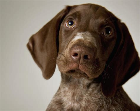 German Short-haired Pointer Puppy, Close-up Photograph by Frank Gaglione