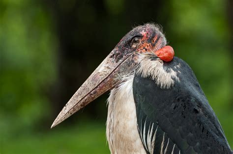 Marabou Stork | Sean Crane Photography