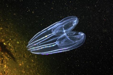 Comb Jelly Photograph by Alexander Semenov/science Photo Library