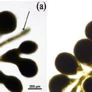 Various shapes of the gametangium of H. macroloba . (a). Divided and... | Download Scientific ...