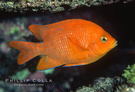 Juvenile garibaldi, Hypsypops rubicundus, Guadalupe Island, Baja California, Mexico