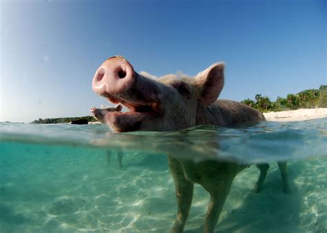 the famous swimming pigs of staniel cay ~ exumas bahamas | Swimming pigs, Pig, Exuma bahamas