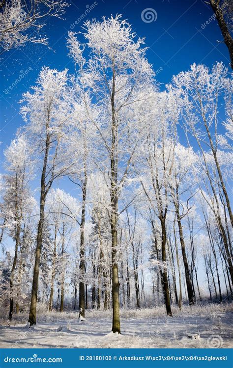 Hoarfrost on trees stock photo. Image of branch, pine - 28180100