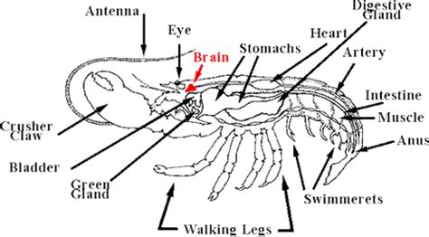 Amercian Lobster - Digestive systems