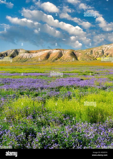 Fremonts phacelia hi-res stock photography and images - Alamy
