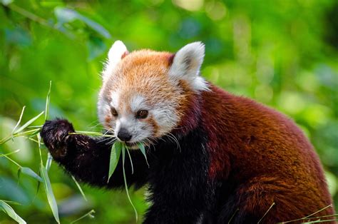 Panda Rouge Des Animaux · Photo gratuite sur Pixabay