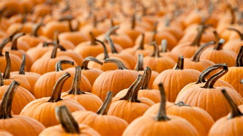 Pumpkin Patch – Bing Wallpaper Download