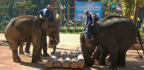 Elephant Conservation Center in Lampang, Thailand