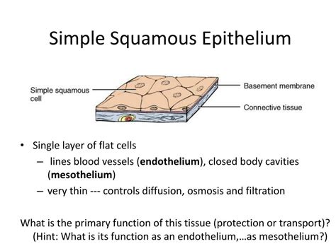 Simple Squamous Epithelial Tissue Diagram