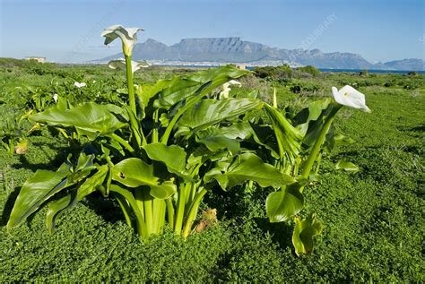 Arum lily flowers - Stock Image - C009/9645 - Science Photo Library