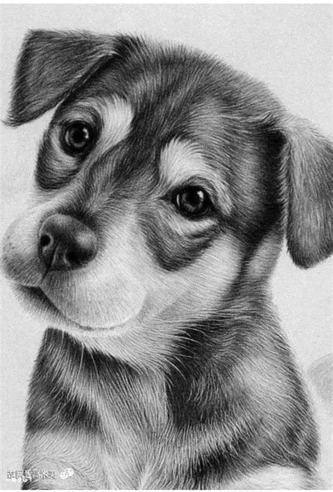 How to draw animals – inspiration and step-by-step tutorials