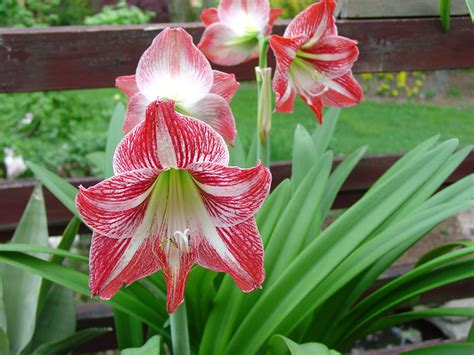 Growing Amaryllis | What Grows There :: Hugh Conlon, Horticulturalist, Professor, Lecturer, and ...