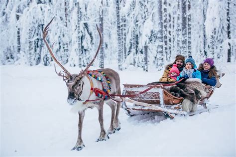 Reindeer Farm Visit with Sleigh Ride | GetYourGuide