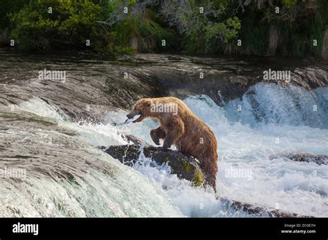 Brown bear on Alaska Stock Photo - Alamy