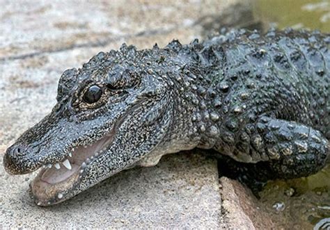 Chinese Alligator – Alligator sinensis | Facts About Animals