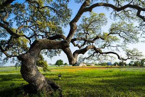 An Oak Tree Of Independence | Texas | Tree | Pictures, Photos, Images, Prints