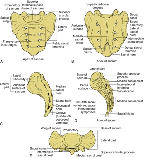 sacrum anatomy | Cranial sacral therapy, Anatomy, Human anatomy and physiology