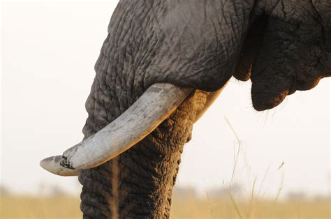 Elephant mouth, Amboseli National Park, Kenya | GRID-Arendal