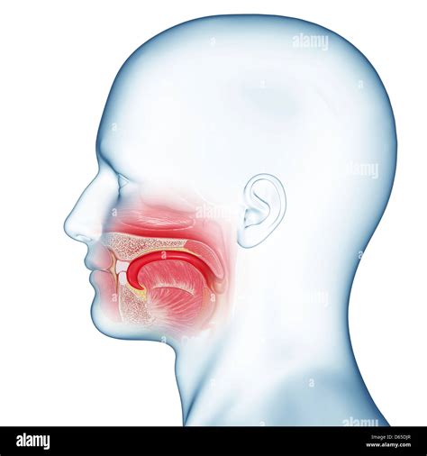 Mouth anatomy, artwork Stock Photo - Alamy