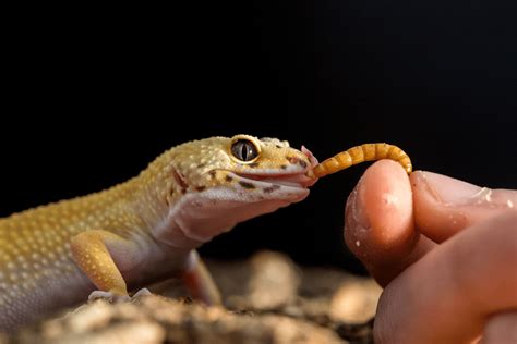 What Leopard Geckos Eat: Food List, Diet Info