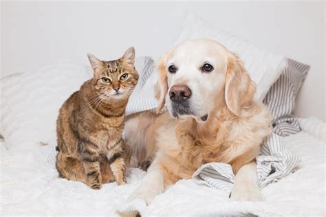 Do You Want the Best of Both Worlds? Here are the Top 5 Cat and Dog ...