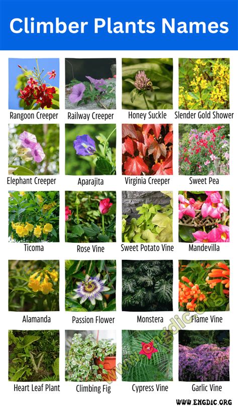 25 Climber Plants Names with Pictures (Examples of Vines) | Climber plants, Climbing plants ...