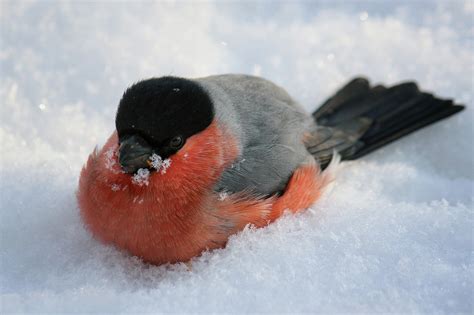 Photo bullfinch winter bird (28 pictures)