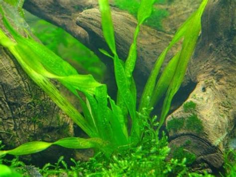 21 Extra Tall Aquarium Plants For Your Aquarium | Full Guide