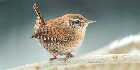 Wren Birds UK, Food, Nesting Habits & Facts | Pet birds, Beautiful ...