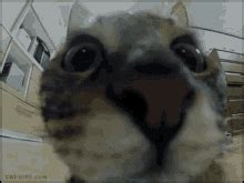 Cat Camera Cute Cat GIF - Cat Camera Cute Cat Me As A Cat - Discover ...