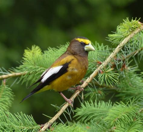 Handsome Male Evening Grosbeak - FeederWatch