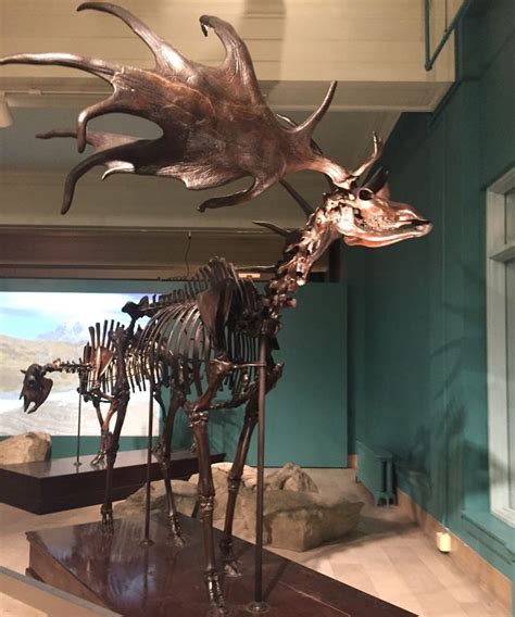 Carnegie Museum of Natural History | Irish elk, Natural history ...