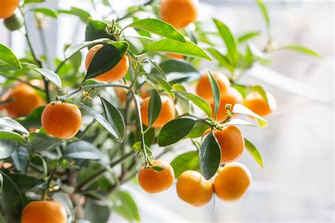 Satsuma: origin, growth & care - Plantura