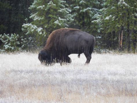 Yellowstone Wildlife – Joe's Blog