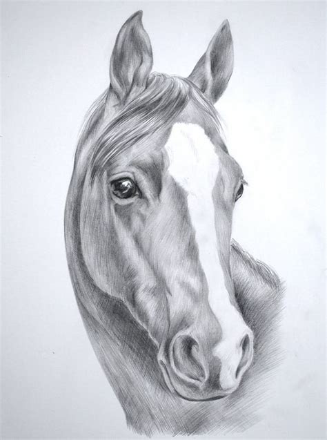 Pin by Μαρ on Άλογα | Horse head drawing, Horse art drawing, Horse sketch