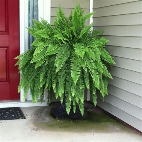 Boston Fern beauty of this old-fashioned botanical is in its option grown as a lush houseplant ...