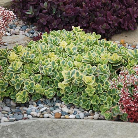 SunSparkler Lime Twister Sedum, Stonecrop | High Country Gardens