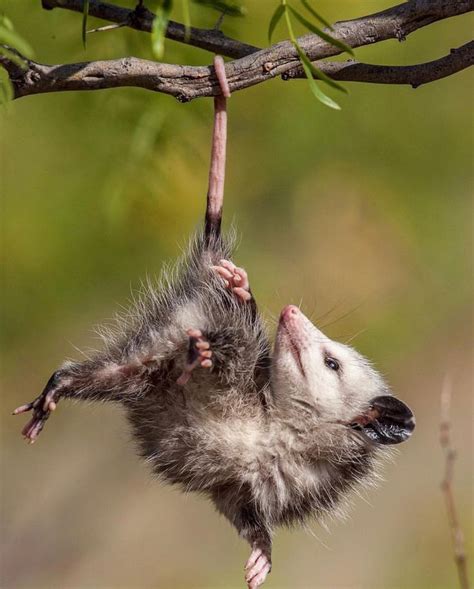 Opossum | The have partially prehensile tails :) | Animals, Baby possum, Opossum