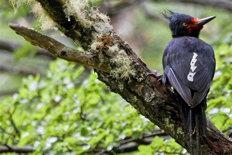 Magellanic Woodpecker | Where we were hiking throughout Sout… | Flickr