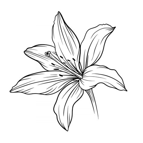 Lily Flower Outline Lilies LIne Art Line Drawing 3325133 Vector Art at ...