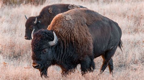 American Bison Fact Sheet | Blog | Nature | PBS