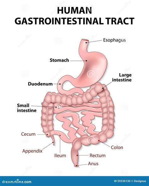 Gastrointestinal Tract Detailed Anatomy Vector Illustration ...