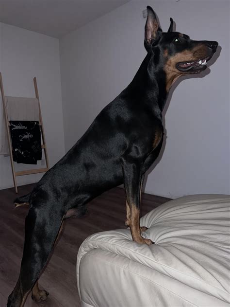 Guard mode : r/DobermanPinscher