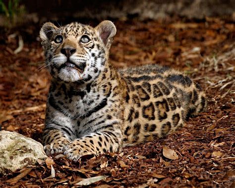 🔥 Download Wallpaper Et Fond D Cran Leopard Cub by @philipw73 | Cubs ...