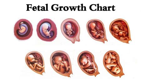 Baby Growth Chart Week By Week - Length & Height